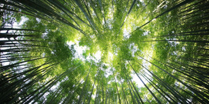 thumbnails Waste is the new gold - Pragmatic Solutions for a Circular Shanghai (ESG IPG)